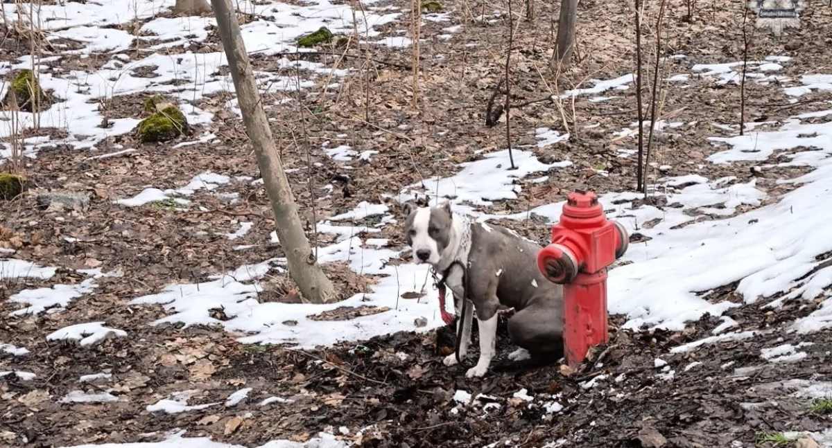 Sprawy kryminalne, Przywiązał hydrantu parku Teraz odpowie - zdjęcie, fotografia