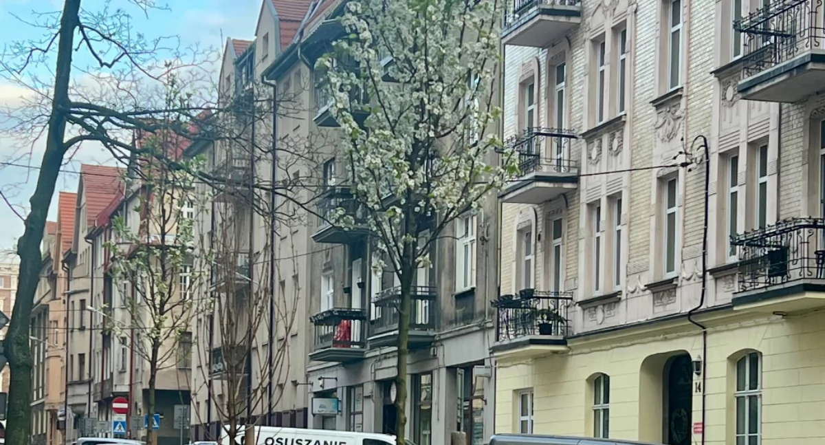 Na ul. Żwirki i Wigury nowe drzewa i byliny zostały posadzone z wniosku do Budżetu Obywatelskiego.
