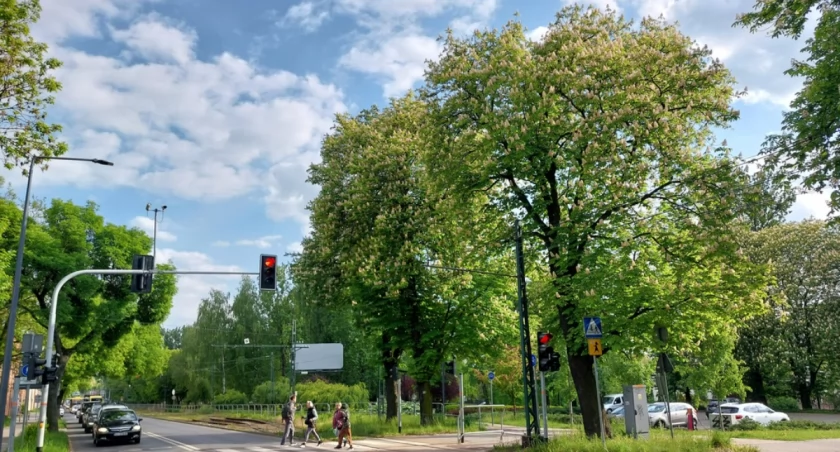 Kasztanowce wytypowane do wycinki na rogu al. Korfantego i ul. Karłowicza.