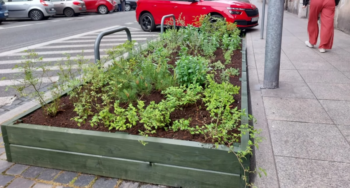 Zieleń, kilku miejscach centrum Katowic zostały postawione donice zielenią Stanęły byłych parkingach - zdjęcie, fotografia