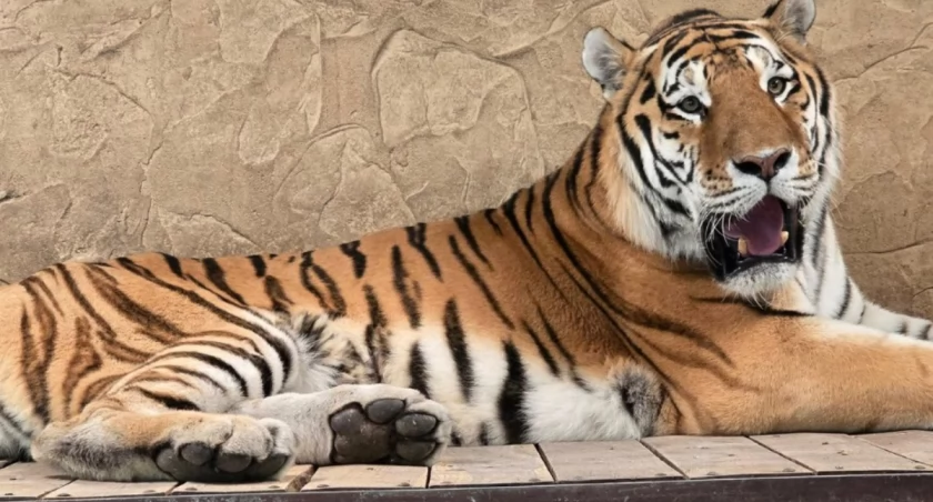 Fot. https://www.facebook.com/slaskiezoo.