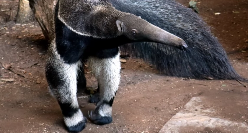fot. Śląski Ogród Zoologiczny.