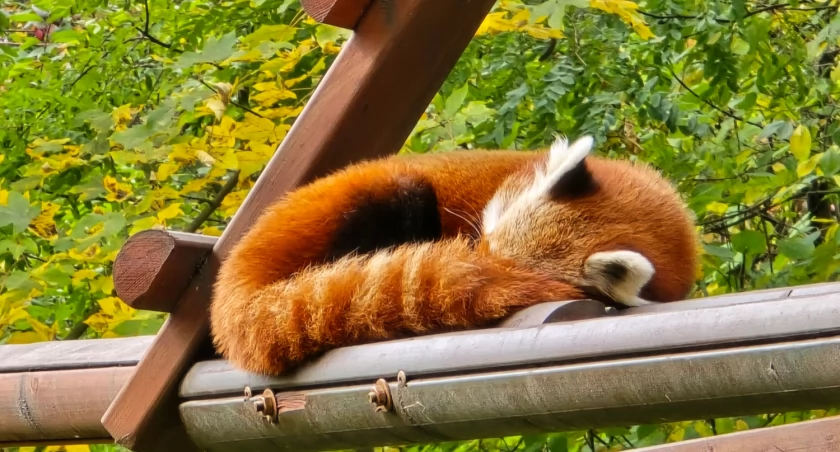Zdjęcie: D. Błażejowski/Śląski Ogród Zoologiczny