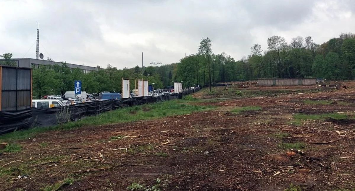Teren po wycince przy ul. Targowej, kwiecień 2024.