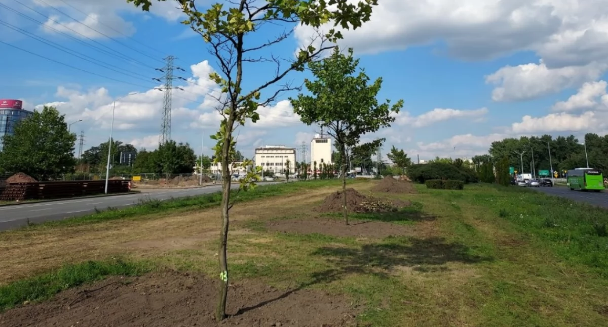 Zieleń, Uratowali platany przed wycinką większość drzew obumarła Mieszkańcy alarmowali przesadzono - zdjęcie, fotografia