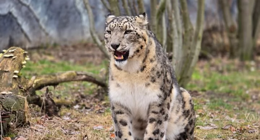 fot. J. Szoenawa (źródło FB/Śląski Ogród Zoologiczny).