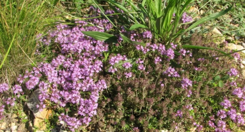 Zdjęcie: Śląski Ogród Botaniczny w Radzionkowie.