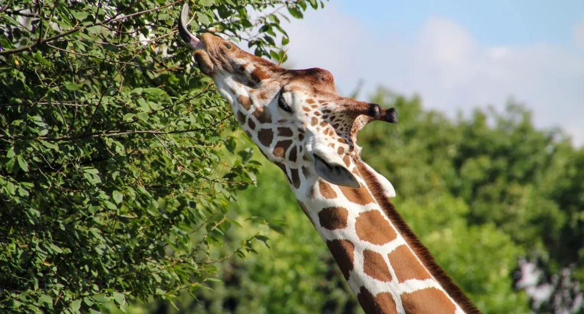 Fot. Śląskie ZOO.