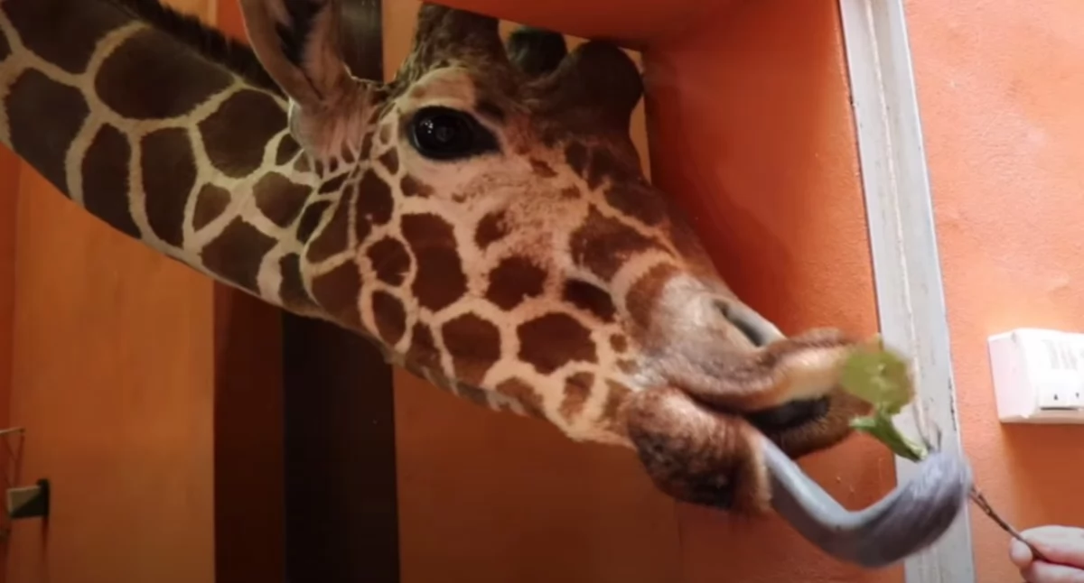 fot. Śląski Ogród Zoologiczny.