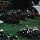 Rosarium, klatka z filmu z ok. 1972 r.