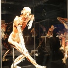 Wystawa Body Worlds Katowice (14)