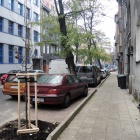 Drzewa na Drzymały Katowice