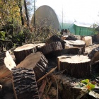 Muchowiec 4