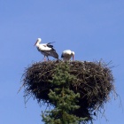 Bociany w Zarzeczu (2)