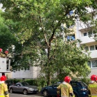 Złamany konar drzewa (2)