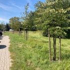 Parking zamiast drzew przy ul. Wantuły w Kostuchnie (3)