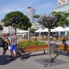 drzewa na pl. Kwiatowym (1)