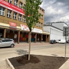 Nowe drzewa na ul. Raciborskiej (2)