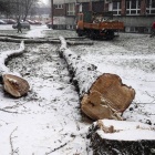 Wycinka drzew ul. Uniwersytecka 3