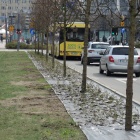 Nasadzenia na al. Korfantego (1)