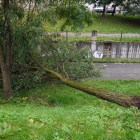Katowice po wichurze, powalone drzewa (5)