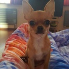 Chihuahua 2