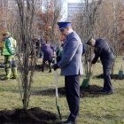 Sadzenie dębów na os. Tysiąclecia (10)