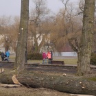 Wycinka w Parku Śląskim (2)