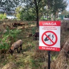 Owce na Brynowie (6)