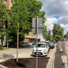 Nowe drzewa na ul. Raciborskiej (4)