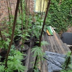 Marihuana pl. Alfreda (3)