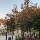 Drzewa na ul. Dworcowej w Katowicach (4)