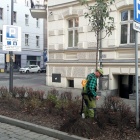wCOP drzewo na Załężu (3)
