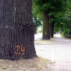 Wycinka przy ul. Owsianej (1)