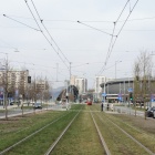 Nasadzenia na al. Korfantego (4)