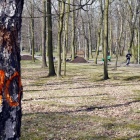 Wycinka w Parku Kościuszki (7)