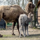Nowy wielbłąd w chorzowskim zoo (1)