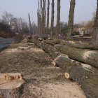 Wycinka w Parku Śląskim (4)