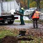 Przesadzanie drzew w Sosnowcu (5)