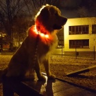 dog-park-katowice-4