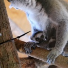 Lemury, Śląski Ogród Zoologiczny (3)