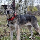 Kora (3)