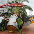 Palmy_Rynek w Katowicach4