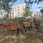 Owce na Brynowie (3)