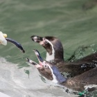 Pingwiny w chorzowskim zoo (1)