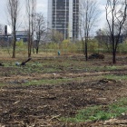 Wycinka drzew przy ul. Żelaznej (3)