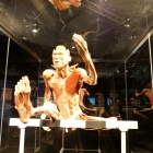 Wystawa Body Worlds Katowice (18)