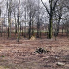 Wycinka w Parku Kościuszki (4)