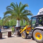 Palmy wróciły na Rynek w Katowicach (3)
