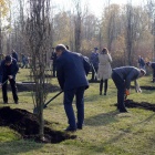 Sadzenie dębów na os. Tysiąclecia (9)